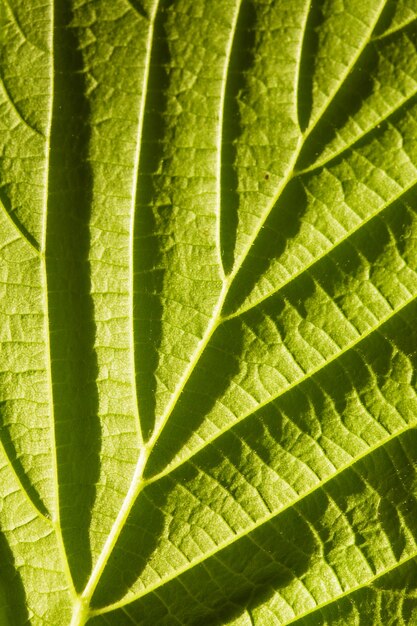 Macro de hoja verde