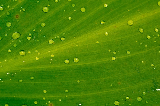 Macro de hoja verde