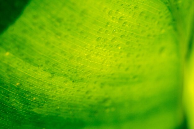 Foto macro de hoja verde