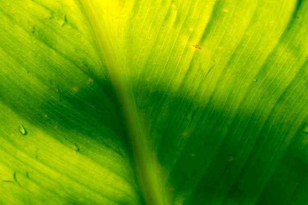 Macro de hoja verde