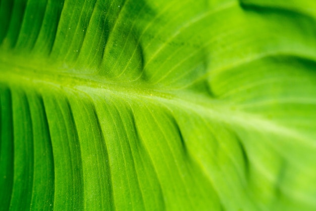 Macro de hoja verde