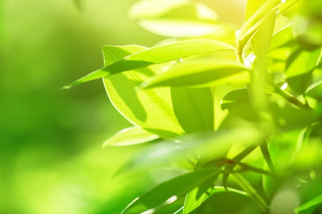 macro de hojas de árbol para fondo de naturaleza y guardar concepto verde