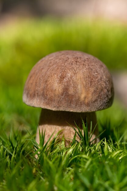 Macro de hongos porcini