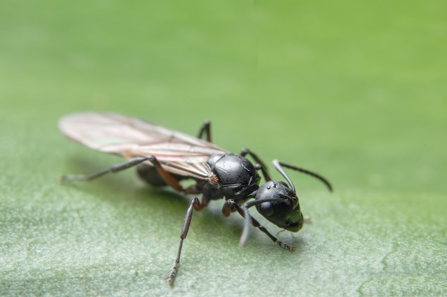 macro hormiga con alas