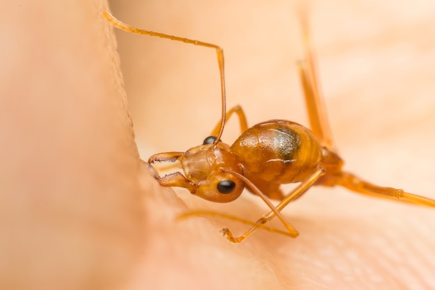 Macro de la hormiga (hormiga roja o hormiga verde del árbol) que muerde en la piel humana para la autodefensa