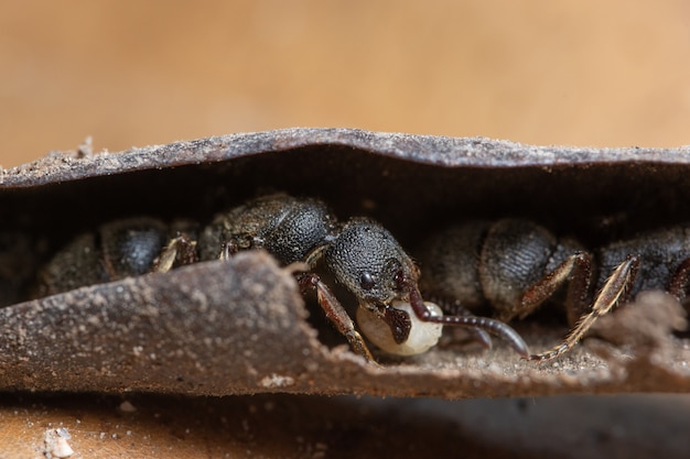 Macro hormiga negra sobre una hoja marron