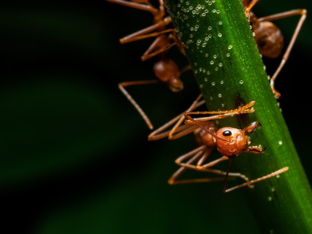 Macro hormiga roja