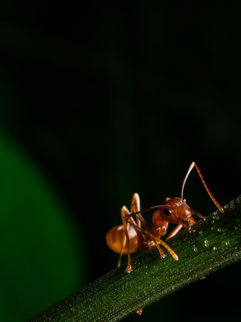 Foto macro hormiga roja