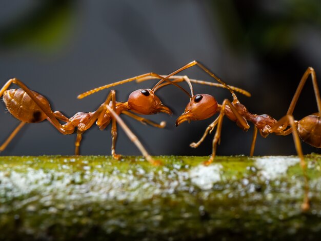Macro hormiga roja