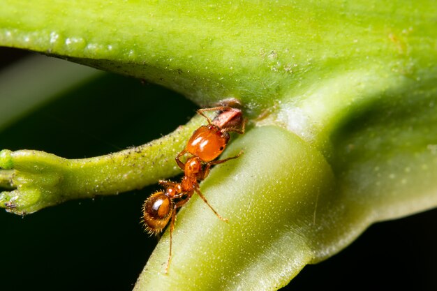 Macro hormigas en hojas verdes