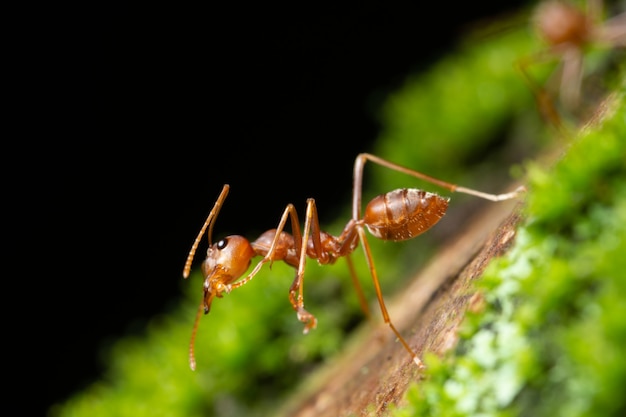 Macro hormigas en las plantas