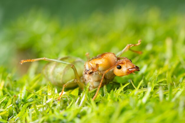 Macro hormigas en las plantas