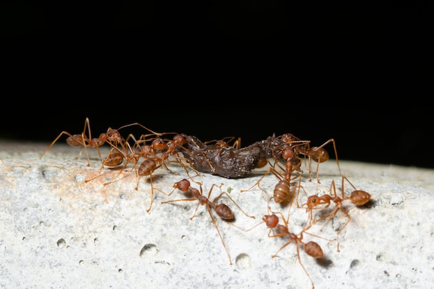 Macro hormigas en las plantas