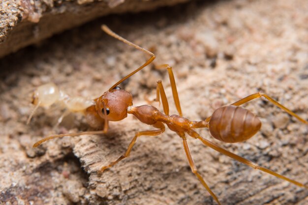 Macro hormigas rojas en busca de comida