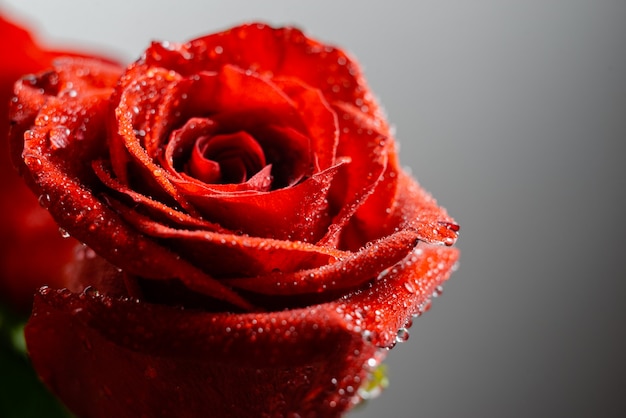 Macro imagen de una rosa