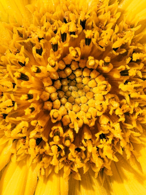 Macro inflorescência de um jovem girassol com fundo amarelo floral natural