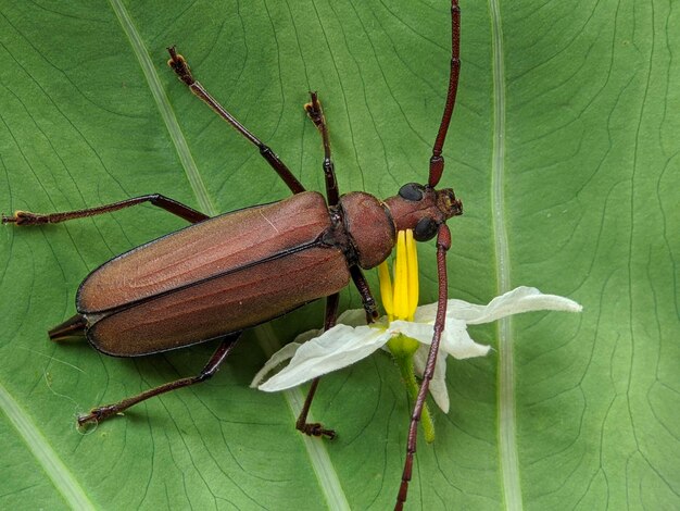 Macro de insecto aegosoma scabricorne sobre hojas verdes