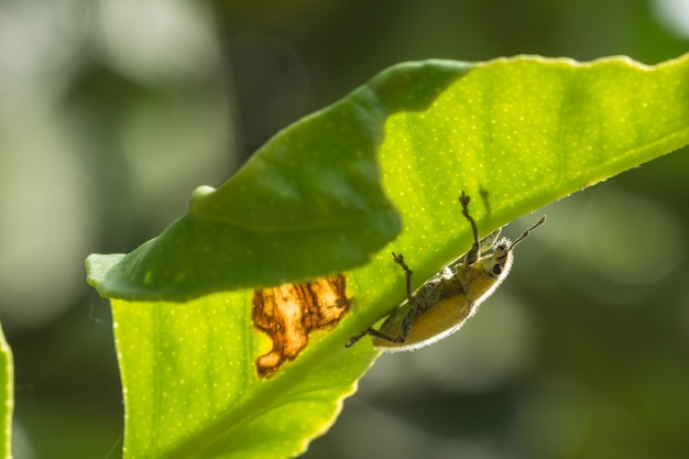 Macro insecto Green weevil en hoja