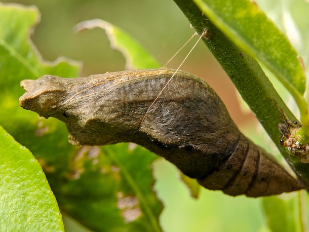 Macro de insecto larva bebé