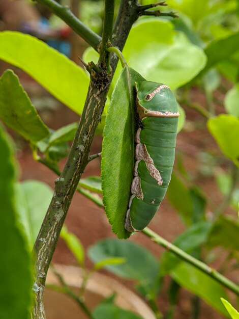 Macro de insecto larva mormón común en hojas verdes