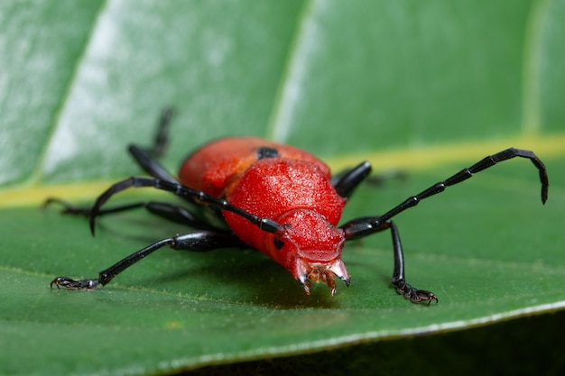 Macro insecto rojo cerambycidae