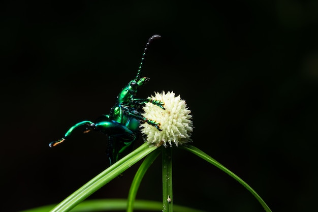 Macro insecto verde en la hoja