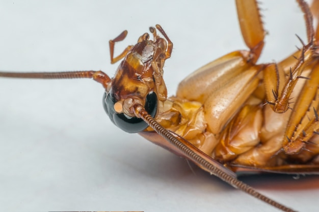Macro de insectos cucarachas del orden Blattodea