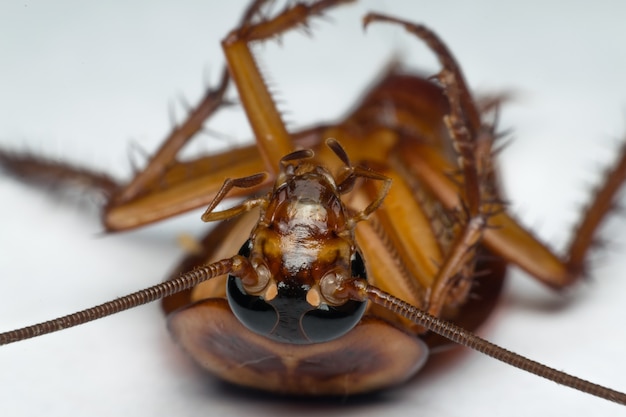 Macro de insectos cucarachas del orden Blattodea