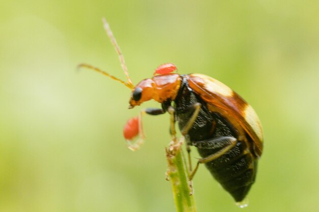 Foto macro insectos en kenia, en el este de áfrica