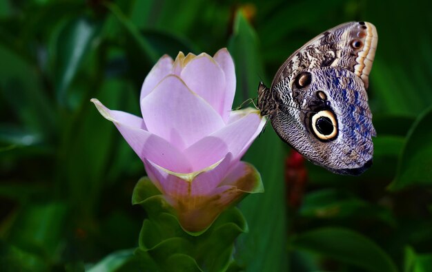 Macro inseto de flor de borboleta