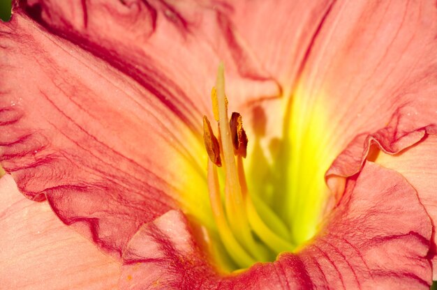 Macro del interior de un lirio de día