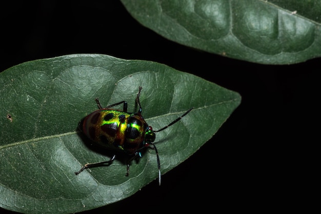 Macro joaninha verde avermelhada.