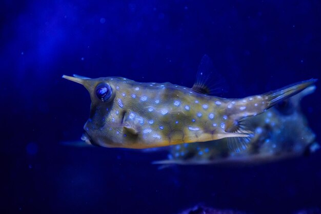 Macro Lactoria cornuta Linnaeus pez