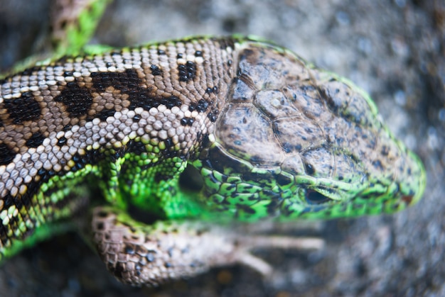 Macro de lagarto verde, de cerca.