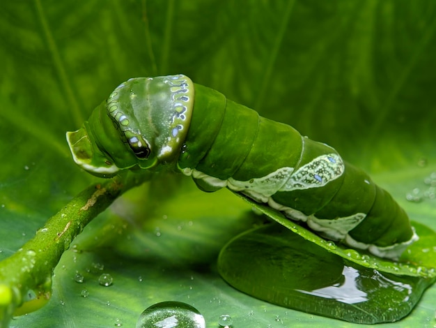 Foto macro de la larva común del insecto mormón en hojas verdes