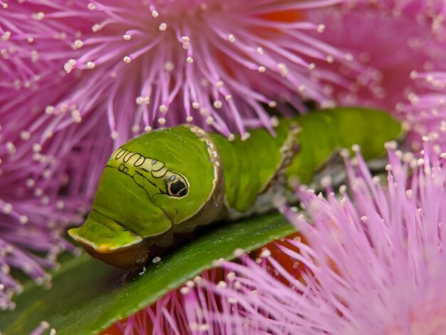 Foto macro de la larva mormon común en la flor de la mimosa pudica