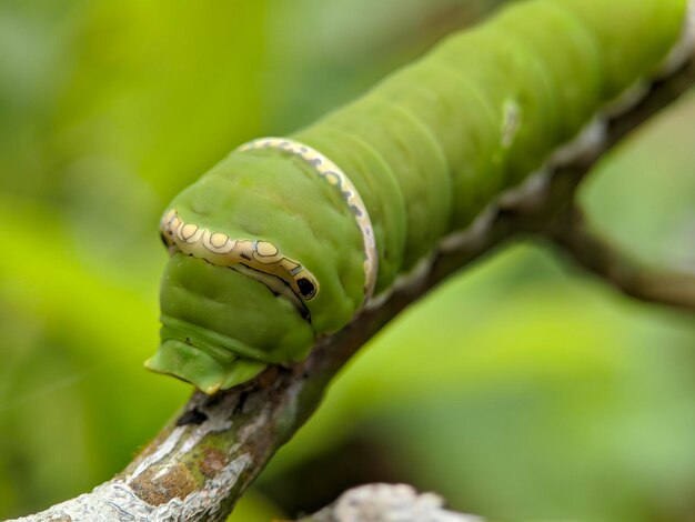 Macro de larva mormona común en planta verde