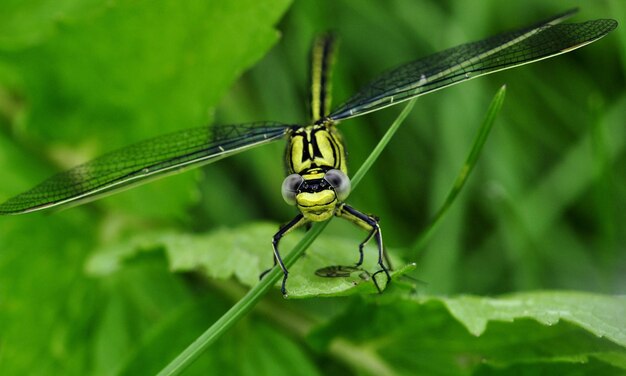 Macro de libélula 1