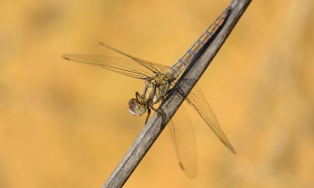 Macro de libélula 1