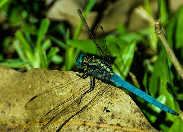 Macro de Libélula Azul y Dorada