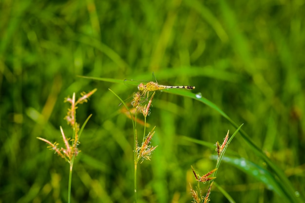 Macro de la libélula en la hierba deja.