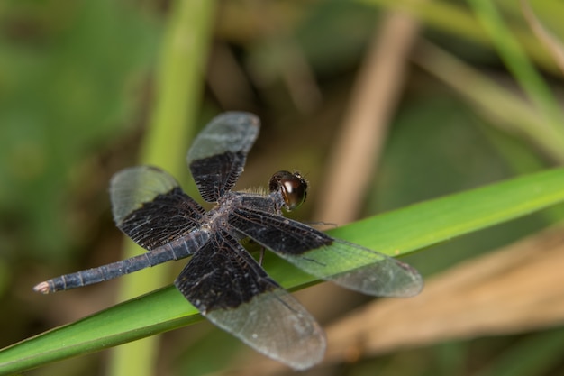 Macro libélula na planta