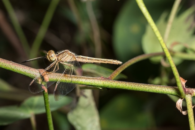 Macro libélula en una rama