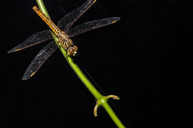 Macro libélula