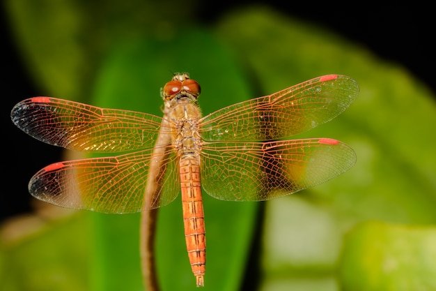 Macro libélula