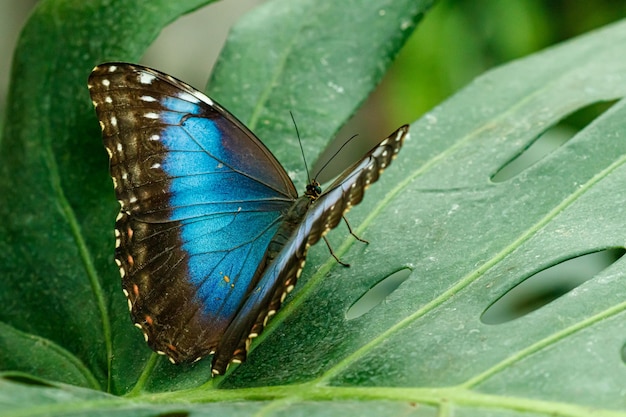 Macro linda borboleta Morpho helenor