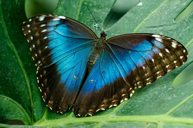 Macro linda borboleta Morpho helenor