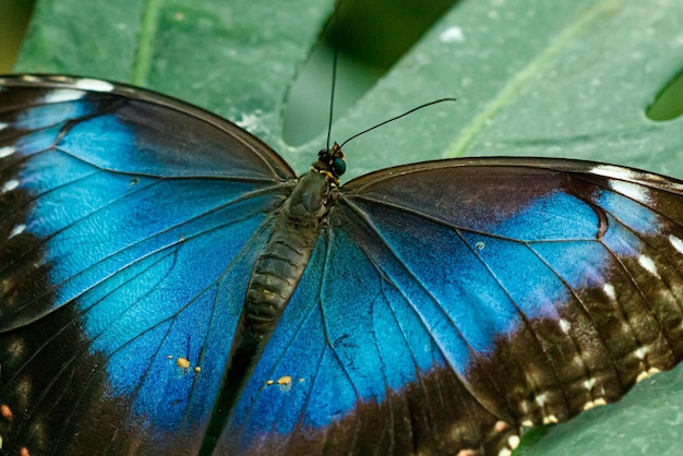 Macro linda borboleta Morpho helenor