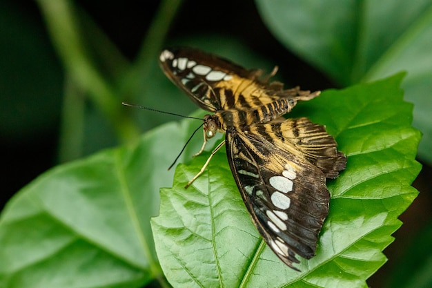 Macro linda borboleta Parthenos sylvia