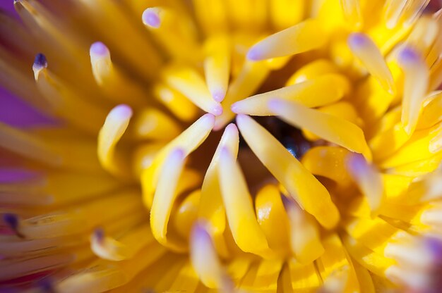 macro de lirio de agua de polen